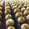 Echinocactus grussonii_3
